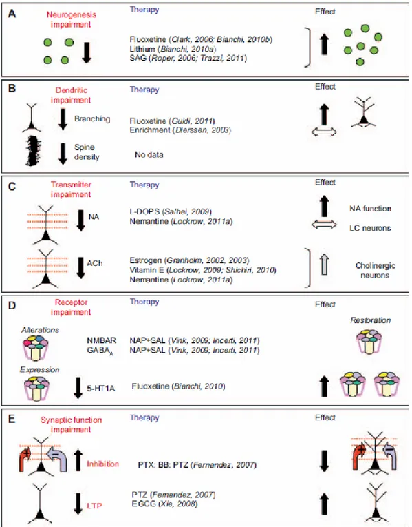 Figura 16: Effetti del trattamento farmacologico sul topo Ts65Dn. Effetti dei diversi  farmaci  sulla  neurogenesi  (A),  sull’arborizzazione  dendritica  (B),  sui  sistemi  di  trasmissione  (C),  sui  recettori  (D)  e  sulle  funzioni  sinaptica  (E)