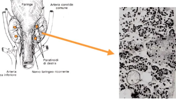 Fig. 1. A sinistra 4 ghiandole paratiroidi (in arancio), situate sulla faccia posteriore della  tiroide