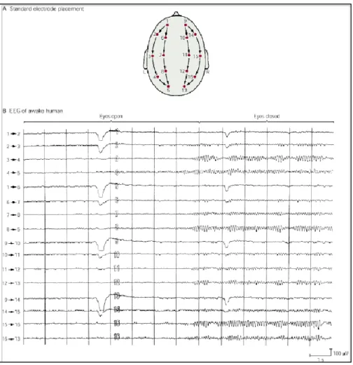 Figura  10.  Esempio  di  tracciato  EEG  standard  in  un  soggetto  sano  sveglio.  (A)  Metodica  di  disposizione  standard  degli  elettrodi  di  superficie