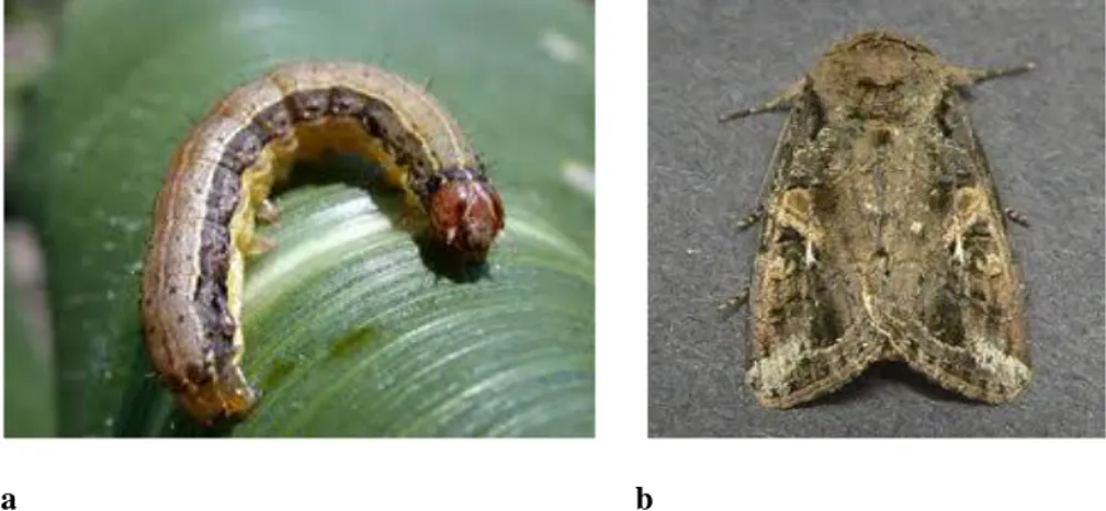 Fig. 1  Forma larvale (a) e adulta (b) di Spodoptera frugiperda 