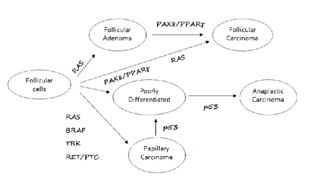 Figure 9 Genetic events involved in thyroid tumorigenesis. Mutation of BRAF and rearrangement  of PAX8/PPARγ leading to PTC and FTC are mutually exclusive events