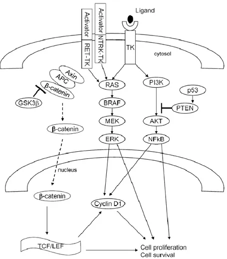 Figure 10 Genetic mutations involved in PTC tumorigenesis. Genetic alterations  determine the activation of the mitogen-activated protein kinase (MAPK) signaling  pathway