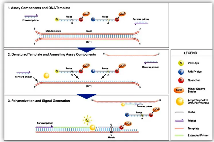 Figure 13 Each probe is specific for one allele and is linked with different fluorescent dye (VIC, FAM)  at the 5´end