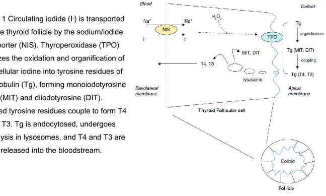 Figure 1 Circulating iodide (I - ) is transported  into the thyroid follicle by the sodium/iodide 