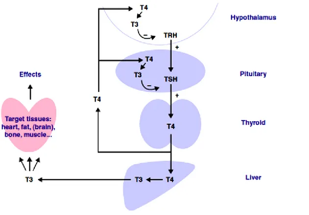 Figure 2 Hypothalamus-Pituitary-Thyroid axis. 