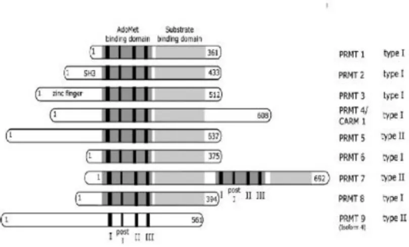 Fig. 2.2. Overview of the human PRMT family. The numbers of amino acids indicates the  length  of  each  protein