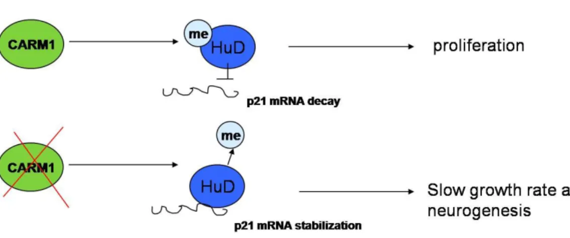 Fig. 2.4. CARM1 possible mechanisms of action in driving proliferation or neurogenesis