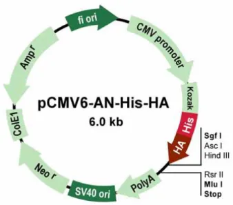 Fig.  3.7.  Schematic  representation  of  pCMV6-AN-His-HA  plasmid,  containing  a  CMV6  promoter/enhancer  for  high-level  expression  in  many  mammalian  cell  lines,  a  multiple  cloning  (MCS)  between SgfI and Mlu I  restriction sites and a neomy