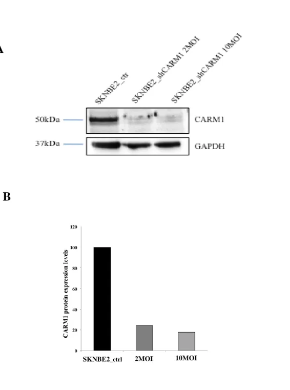 Fig. 4.1. Stable silencing of CARM1 expression in SK-N-BE(2) cell line. (A)Total proteins were extracted  from  scramble  SK-N-BE(2)  and  shCARM1  SK-N-BE(2)  cells  infected  with  two  different  viral  titres  (2  MOI  and  10MOI)  and  blotted  with  