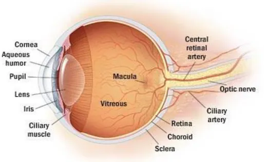 Figura 1. Anatomia    dell’occhio. 