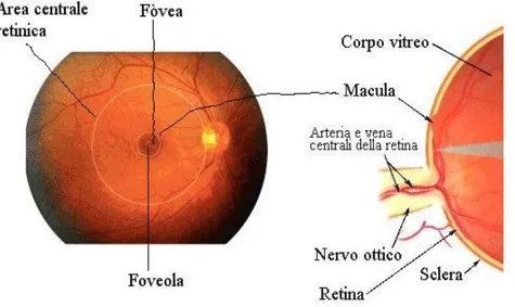 Figura 2. Particolare: la macula si trova al centro della retina, evidenziata dal cerchio giallo; 