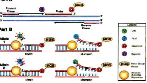 Figura 7. Meccanismo di azione della PCR Real Time 