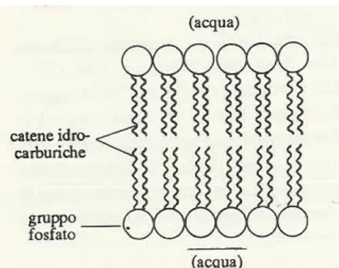Figura 2.1 “Doppio strato di fosfolipidi in soluzione acquosa. Le code non polari rimangono nella parte interna del doppio  strato, mentre le teste interagiscono con le molecole d’acqua“( Zumdahl S.S.,1993) 
