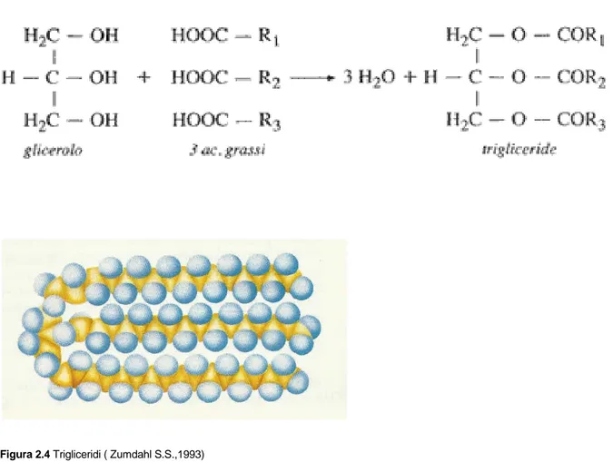 Figura 2.4 Trigliceridi ( Zumdahl S.S.,1993) 