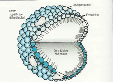 Figura  2.5  Rappresentazione  schematica  di  una  lipoproteina.  Lo  strato  superficiale  polare  è  composto  di  fosfolipidi,  colesterolo  e  apolipoproeteine