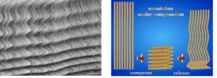 Figure 1.18: Film of nanotubes acting like a layer of mattress springs.