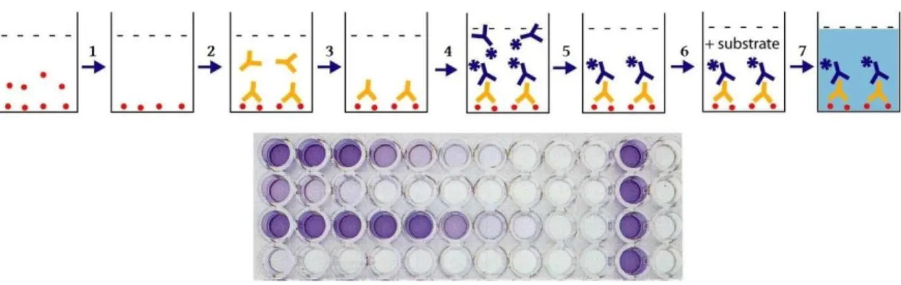 Figura 5: Schematizzazione delle fasi di un saggio ELISA di tipo indiretto. Sia dopo l’incubazione con l’anticorpo  primario (2) che dopo l’incubazione con l’anticorpo secondario collegato all’enzima (4), si effettuano dei lavaggi (3) e 