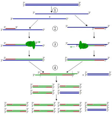 Figura 8: Meccanismo di amplificazione genomica. 1. Denaturazione; 2. Annealing; 3. Allungamento (P =  Polimerasi); 4