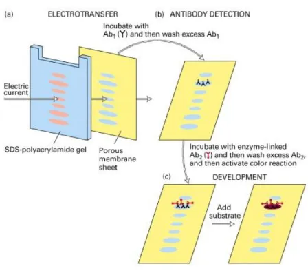 Figura 4: Rappresentazione schematica dei passaggi del Western Blot 