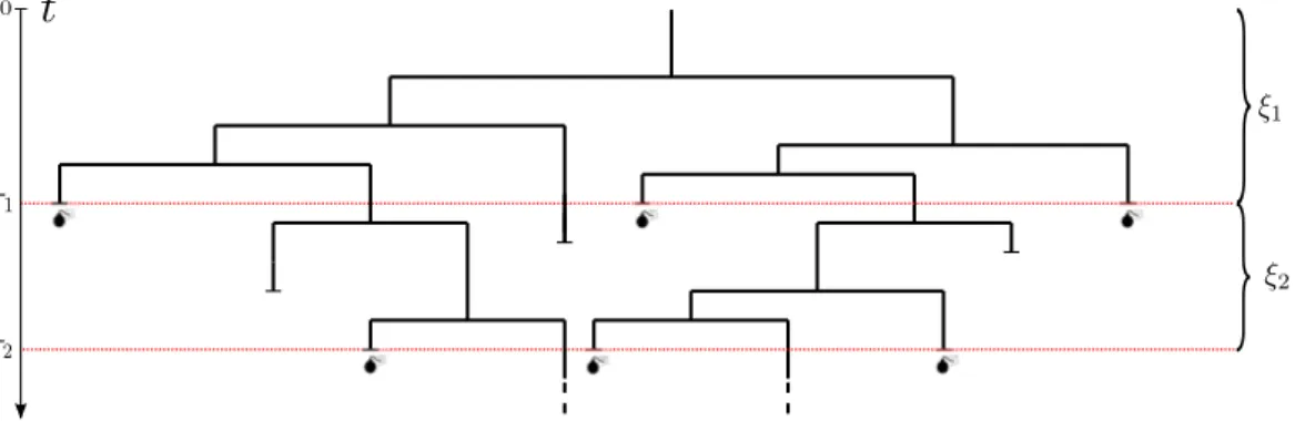 Figure 3.1: Markovian binary tree subject to catastrophes and generated by only an individual at time 0