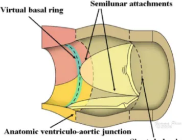 Fig. 2: L'illustrazione mostra un aortic root sezionato. 