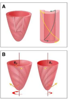 Figura 2 Architettura delle fibre miocardiche del VS. L’orientamento delle fibre miocardiche  del VS cambia da un orientamento ad elica sinistrorsa nel subepicardio ad elica destrorsa  nel subendocardio (A)