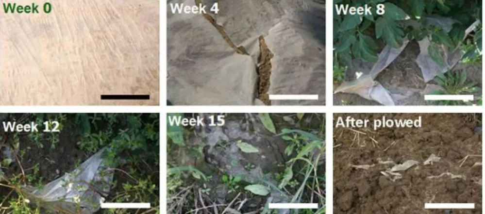 Figure 1.13. Pictures of the White Biodegradable Films During and After the  Growing Season (Bar Length Equals 5 cm) (Kijchavengkul et al