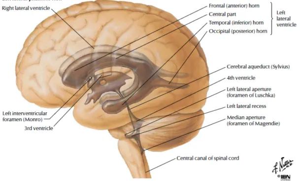 Figura  3  –  Anatomia  del  sistema  ventricolare     