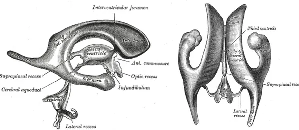 Figura  4  –  Rappresentazione  dei  ventricoli  laterali  e  degli  altri  ventricoli  
