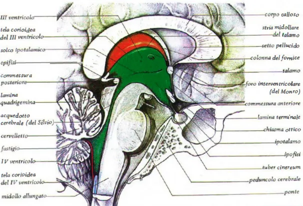 Figura  6  –  Anatomia  del  III  e  IV  ventricolo  e  dell’acquedotto  cerebrale  di  Silvio