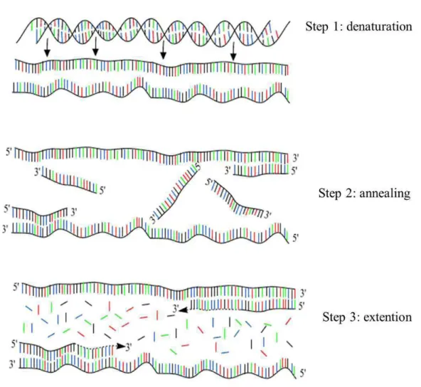 Figure 7: Polymerase Chain reaction Scheme from Andy Vierstraete 1999, modified by Carolina Chiellini