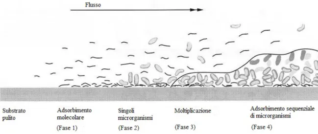 Fig. 1.1  Formazione di un biofilm su un substrato duro, pulito e non esfoliabile immerso in un ambiente fluido