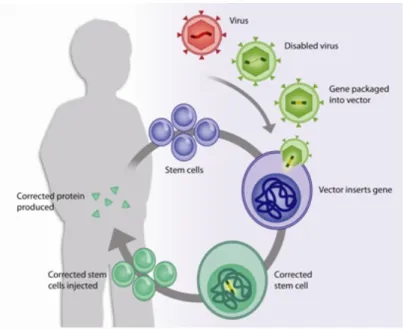 Fig. 1: Terapia genica con cellule staminali. 