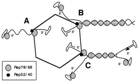 Fig. 10: Packaging del DNA: I tre possibili scenari (King JA et al., 2001). 