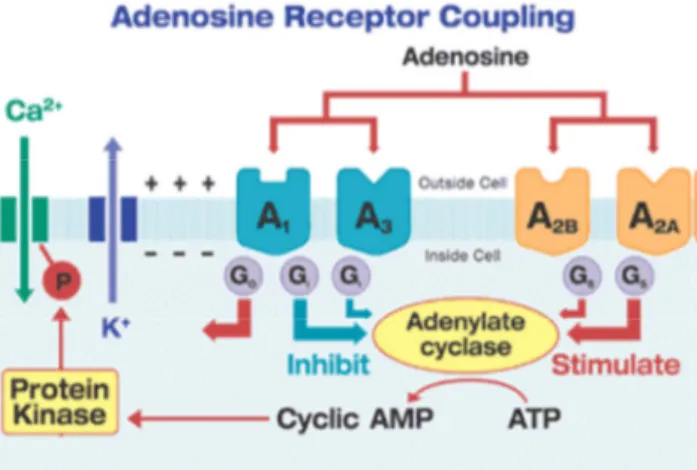 FIGURA 5. Accoppiamento dei recettori adenosinici all’adenilato ciclasi. 