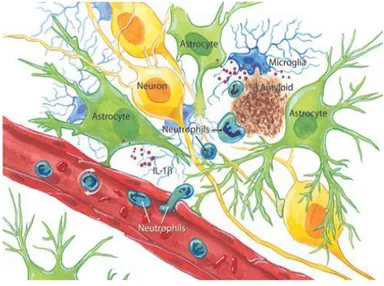 Figura 11.  Neuroinfiammazione 