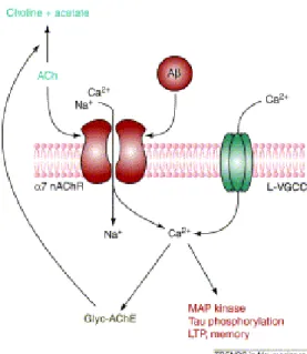 Figura 12.  Legame tra Aβ e nAChR