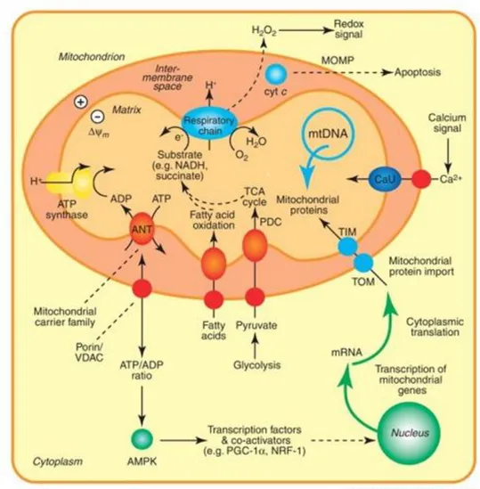 Figura 3.  Funzioni dei mitocondri  (Smith et al., Mitochondrial pharmacology, Trends in  Pharmacological Sciences, 2012) 