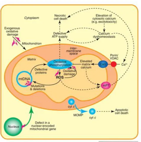 Figura 5.  Disfunzioni mitocondriali  (Smith et al., Mitochondrial pharmacology, Trends in  Pharmacological Sciences, 2012) 