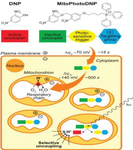 Figura 8.  Meccanismo d’azione di MitoPhotoDNP  (Google immagini)                                                                  