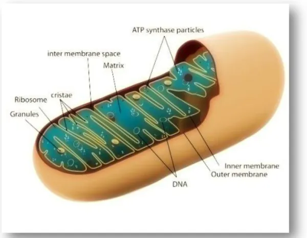 Figura 1.  La struttura del mitocondrio  (Google immagini) 