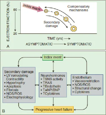 Figura 7: Patogenesi dello scompenso cardiaco   (tratto da Braunwald’s heart disease: a textbook of 