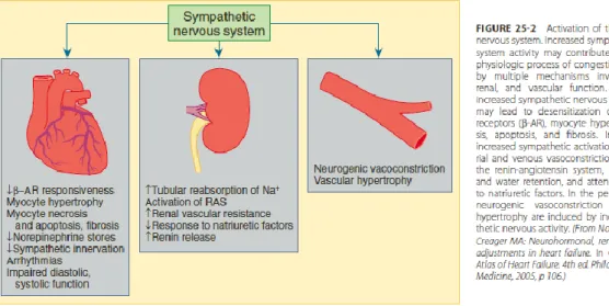 Figura 9: Conseguenze dell'attivazione adrenergica in corso di scompenso cardiaco  (tratto da Braunwald’s heart disease: a textbook of cardiovascular medicine, 9°ed., 2012)