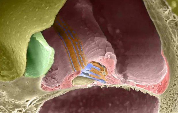 Figura 5  Organo del Corti: membrana tectoria ribaltata (color verde), le cellule ciliate 