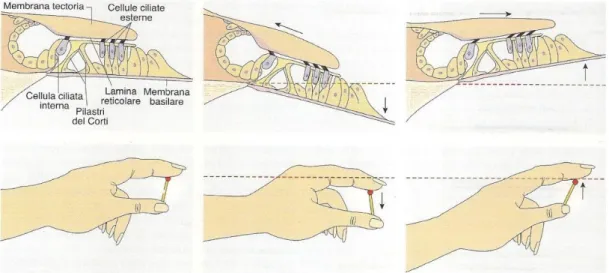 Figura 7  La Trasmissione di un onda sonora.  Fonte : Carbone et al., 2008 