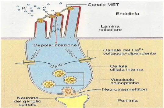 Figura 9  Cellula ciliata in stato di riposo.   