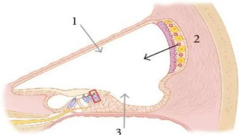 Figura 15  Fonte : Huth M.E. et al.,2011 