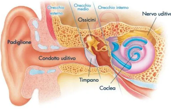 Figura 1  Organizzazione generale dell’orecchio esterno, medio e interno.                 