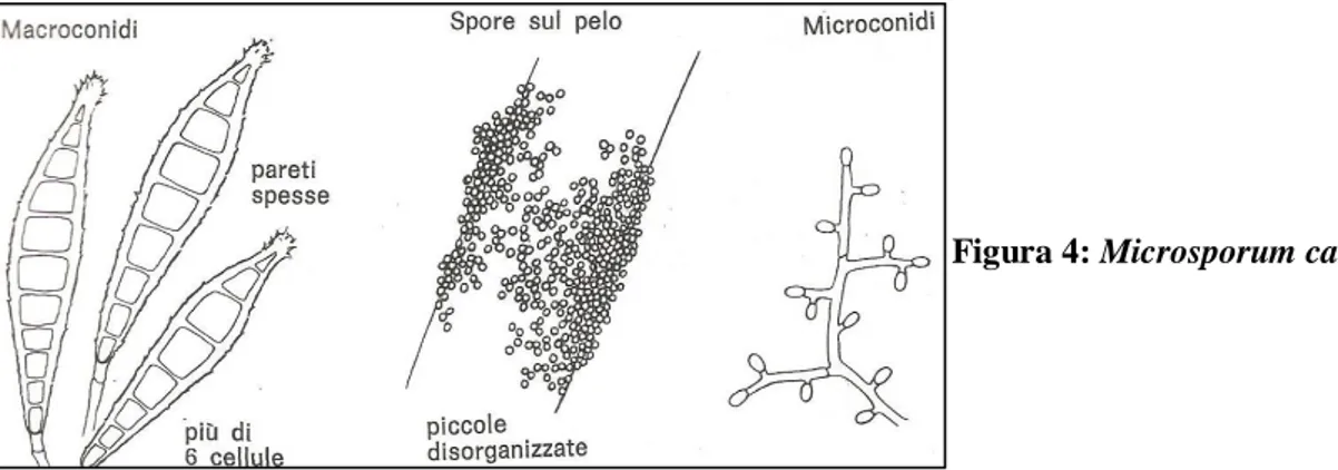 Figura 4: Microsporum canis 