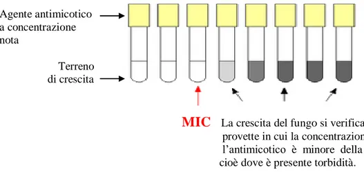 Figura 27: schema di rilevazione della MIC (http://it.wikipedia.org/wiki/Antibiogramma)                                                               